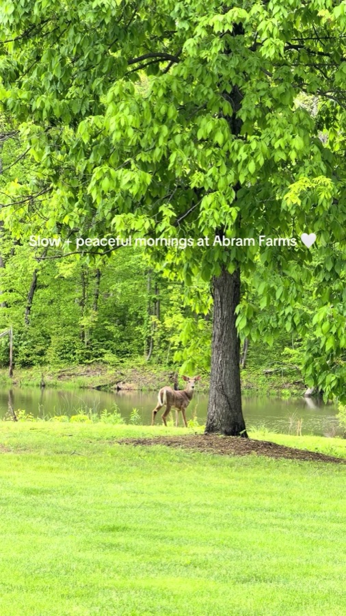 TikTok video from @abramfarmsindiana — dreamy mornings